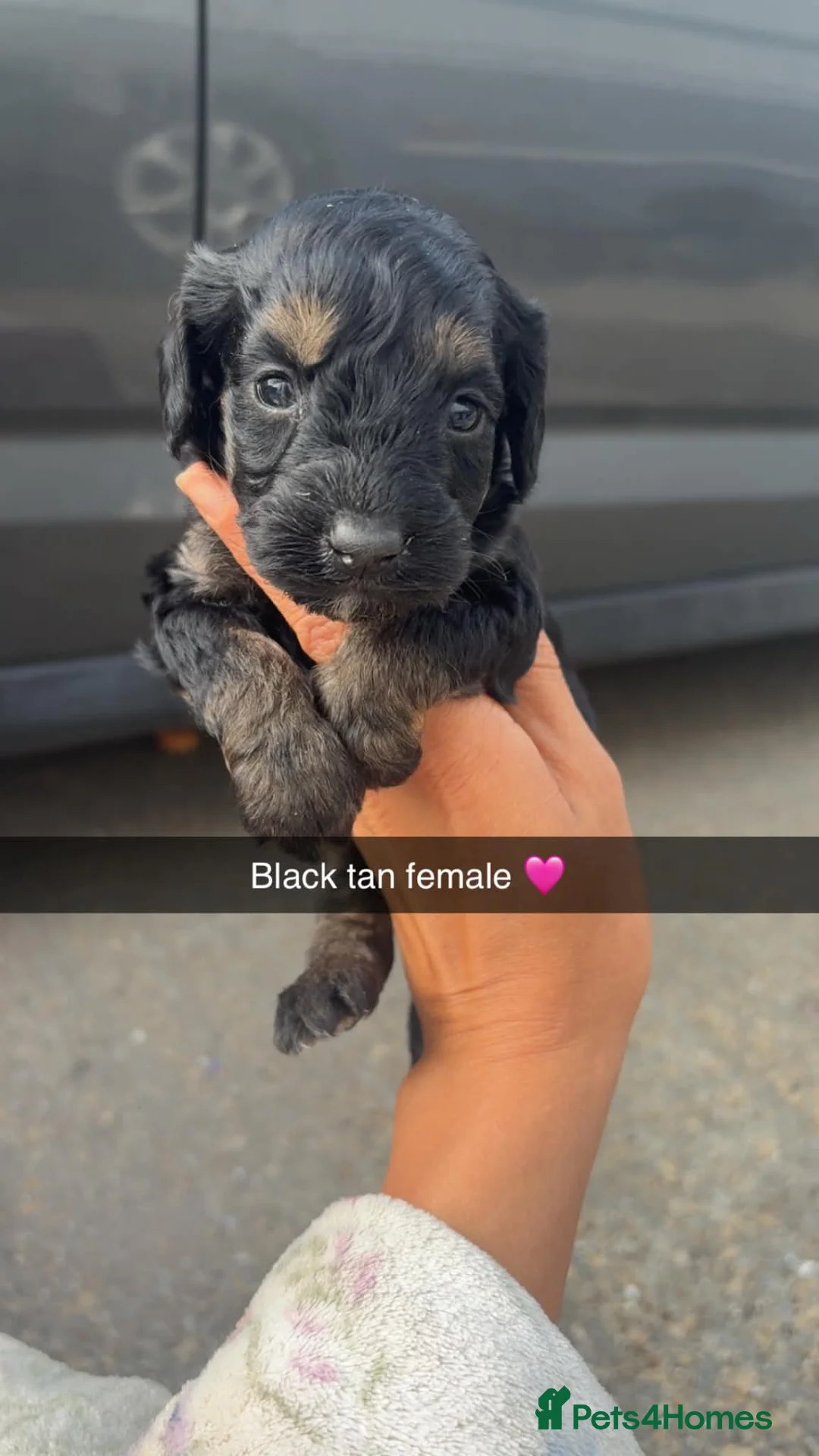 Cockapoo dogs for sale: 7 beautiful cockapoo puppies 🏡 - Advert 2