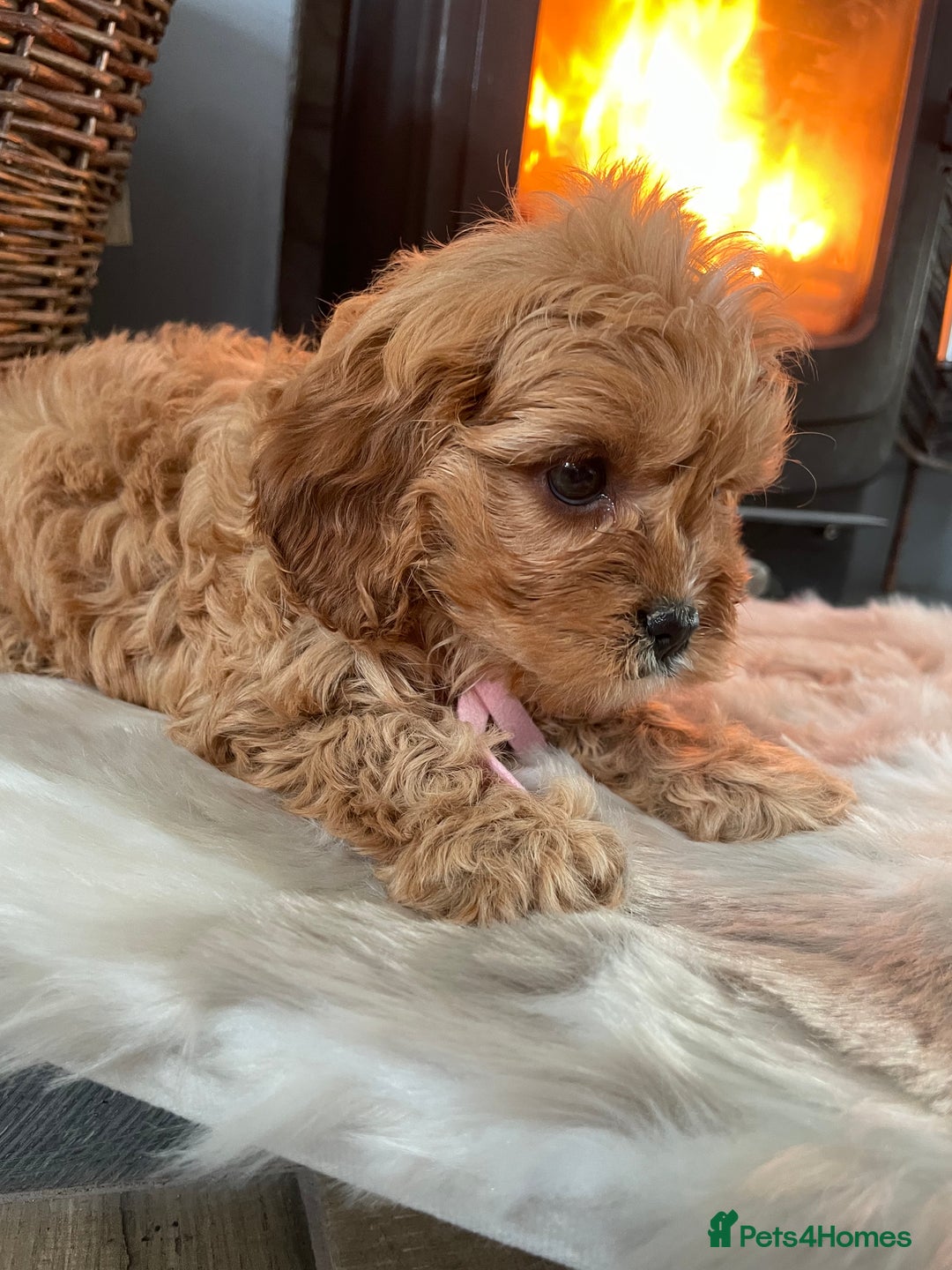 Cavapoo dogs for sale: Gorgeous Cavapoo Puppies - Advert 13