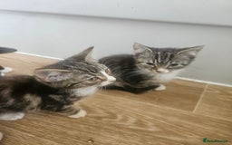 Mixed Breed cats for sale: Kittens For Sale - Image 5