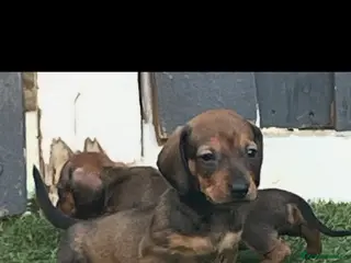 Miniature Dachshund dogs 6 beautiful minature dachshund puppy’s for sale 😍 - Advert 1