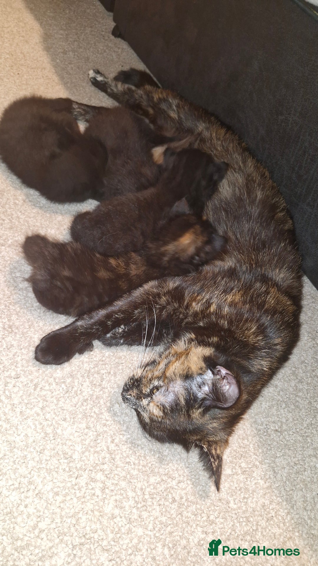 Mixed Breed cats for sale: 2 x male kittens - Image 11