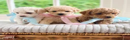 Mixed Breed dogs for sale: Stunning Shichon-poo teddies - Advert 8