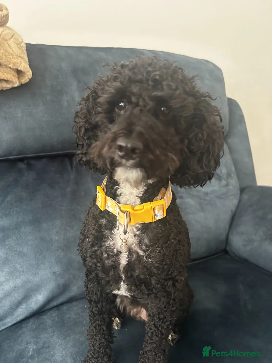 Cockapoo dogs for sale: Beautiful tuxedo cockapoo 2 years old  in Worthing - Advert 2