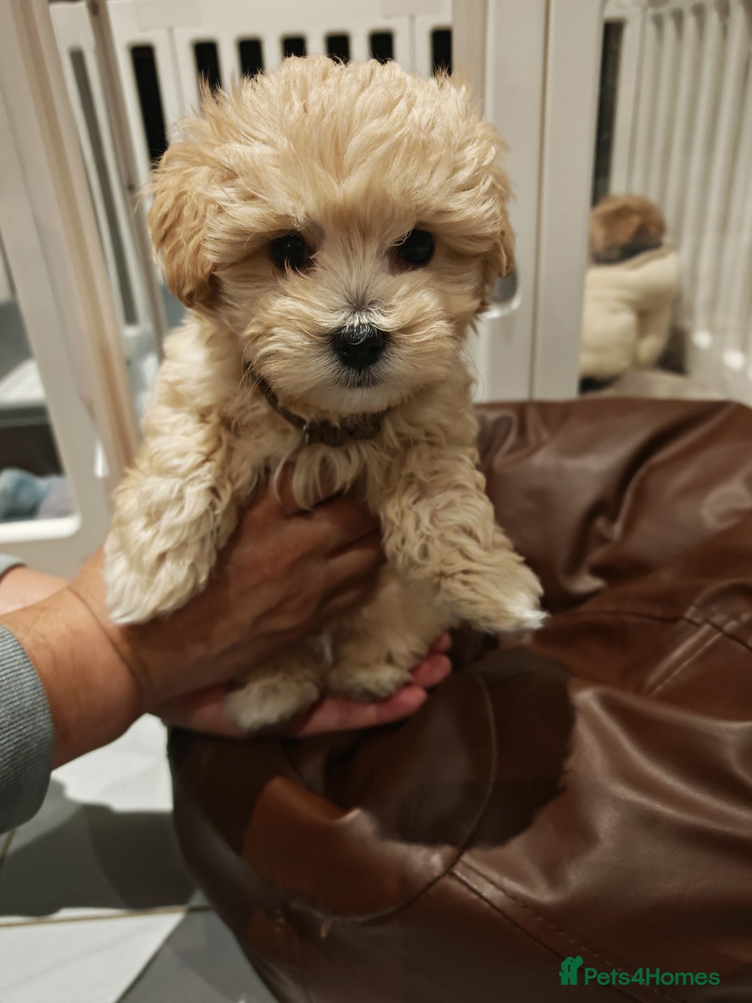 Maltipoo dogs for sale: Maltipoo F1 Toy Size, KC Parents, DNA Tested Clear - Image 9