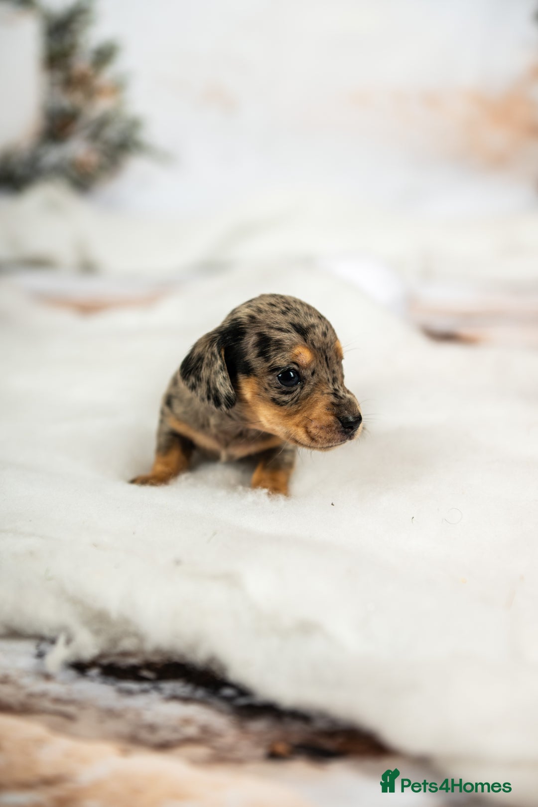 Miniature Dachshund dogs for sale: 6 KC miniature dashound puppies  - Advert 12