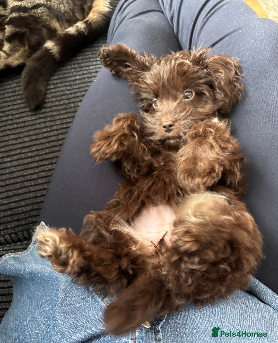 Cockapoo dogs for sale: Cockapoo Chocolate Female Puppy - Advert 1