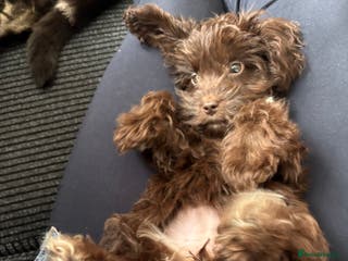 Cockapoo dogs Cockapoo Chocolate Female Puppy - Advert 4