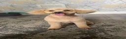 Poochon dogs for stud: Rex male Poochon for stud in Heywood  - Advert 7