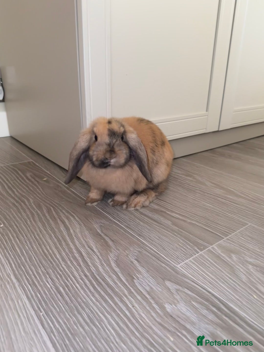 Mini Lop rabbits for sale: Male Mini Lop For Sale - Advert 13