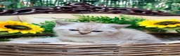 British Shorthair cats for sale: Silver tipped British Shorthair kittens - Advert 13
