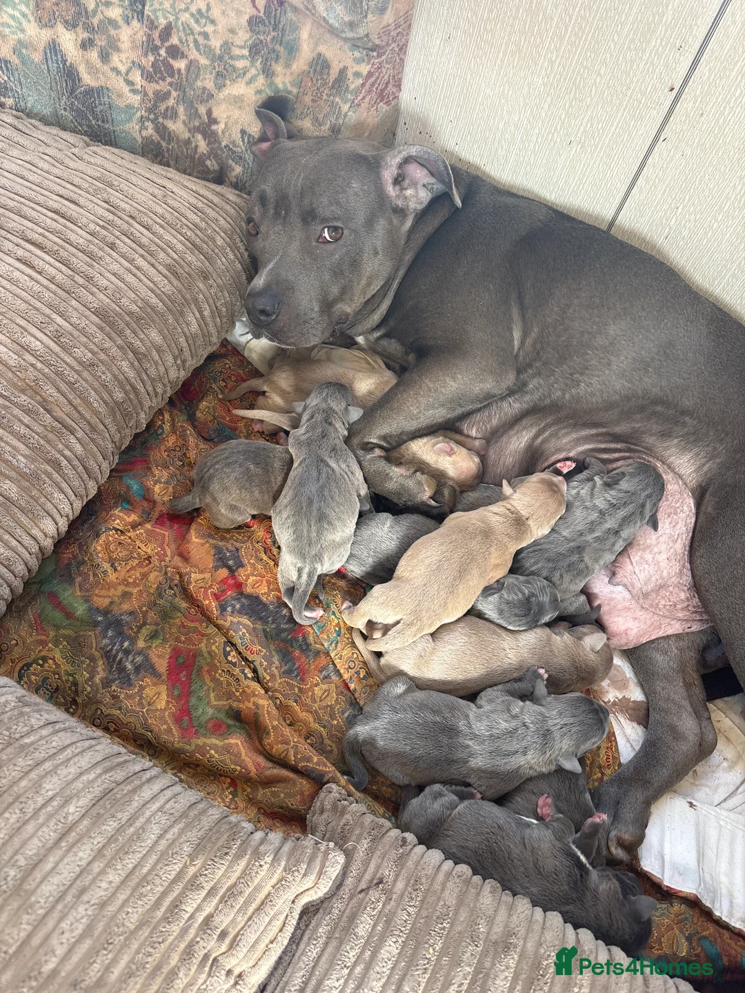 Staffordshire Bull Terrier dogs for sale: Blue Staffordshire bull terrier pups  in Sittingbourne - Advert 1