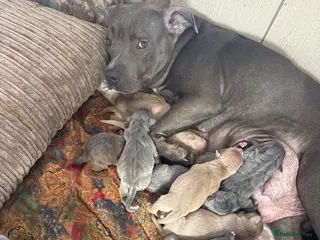 Staffordshire Bull Terrier dogs Blue Staffordshire bull terrier pups in Sittingbourne - Advert 18