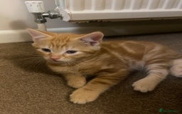Mixed Breed cats for sale: Ginger male kittens  - Image 3