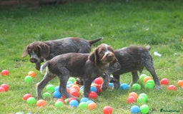 German Wirehaired Pointer dogs for sale: Beautiful Gwps puppies - Image 3