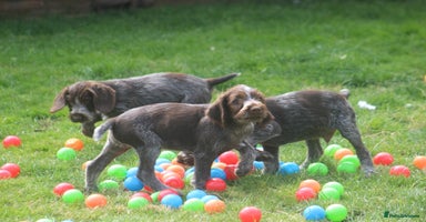 German Wirehaired Pointer dogs - Advert 2