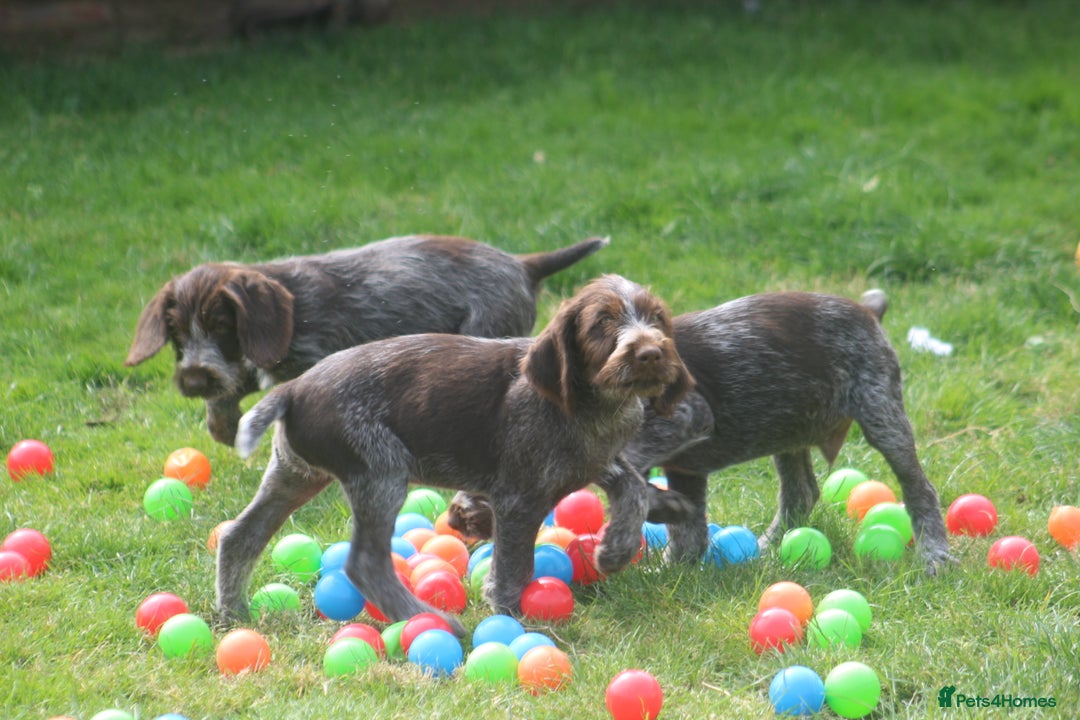 German Wirehaired Pointer dogs for sale: Beautiful Gwps puppies - Image 3