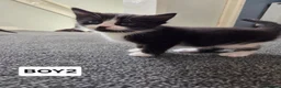 Mixed Breed cats for sale: 6 kittens ready to go to their forever home in Lincoln - Advert 16