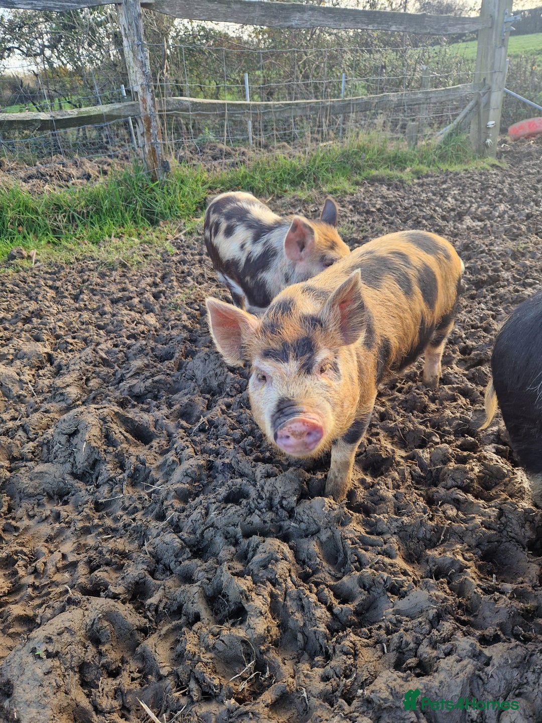 Pig livestock for sale: Piglets - Advert 8