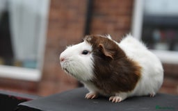 Guinea Pig rodents for sale: 9 Month Old Male Guinea Pigs Looking For Homes in Wigan - Image 21