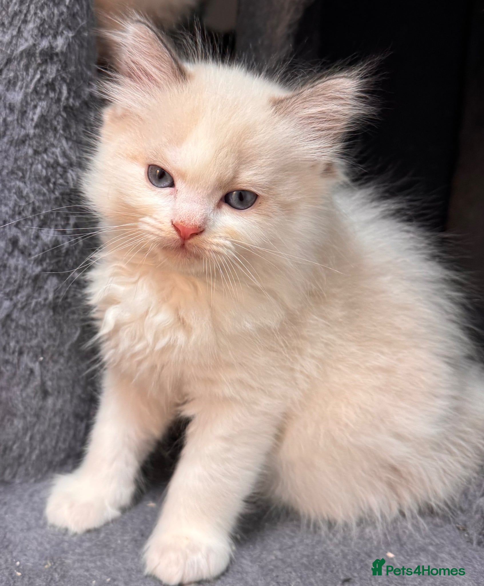 Ragdoll cats Purebred Ragdoll Kittens  - Advert 13