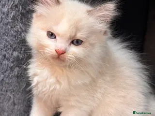 Ragdoll cats Purebred Ragdoll Kittens - Advert 13