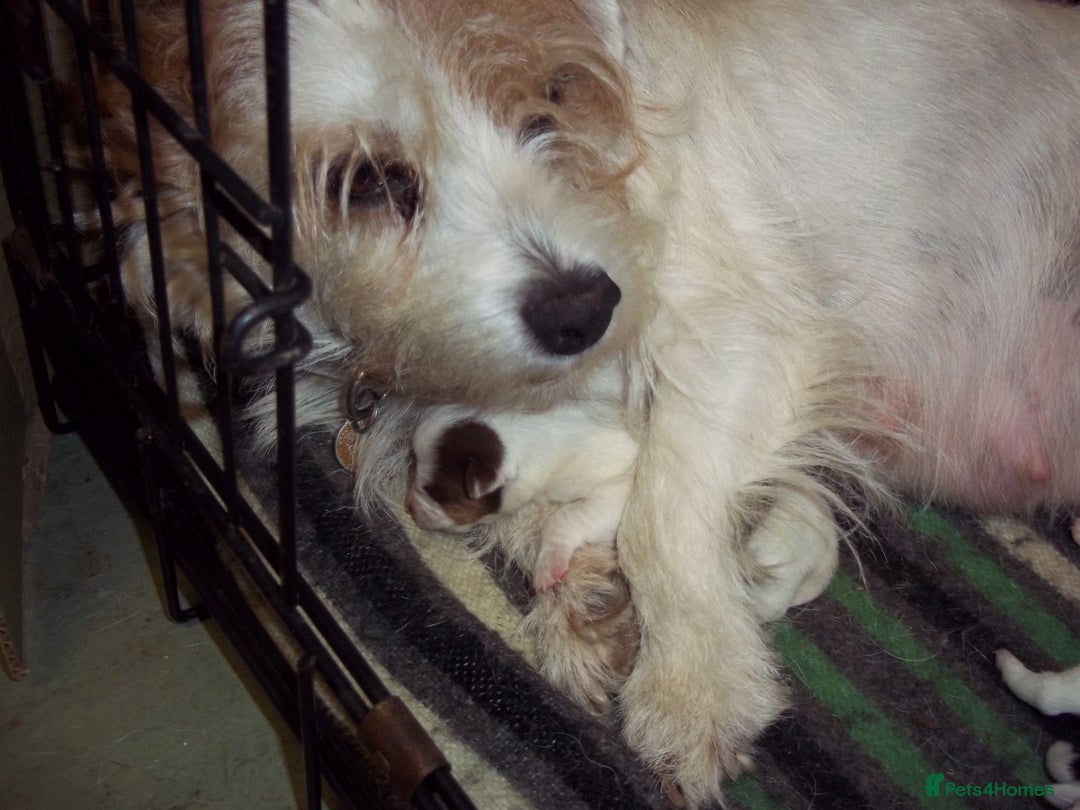 Jack Russell dogs for sale: Jack Russell pure bred Puppies for Sale - Advert 11