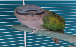Parakeets birds for sale: Derbyan Parakeets for sale - Image 8