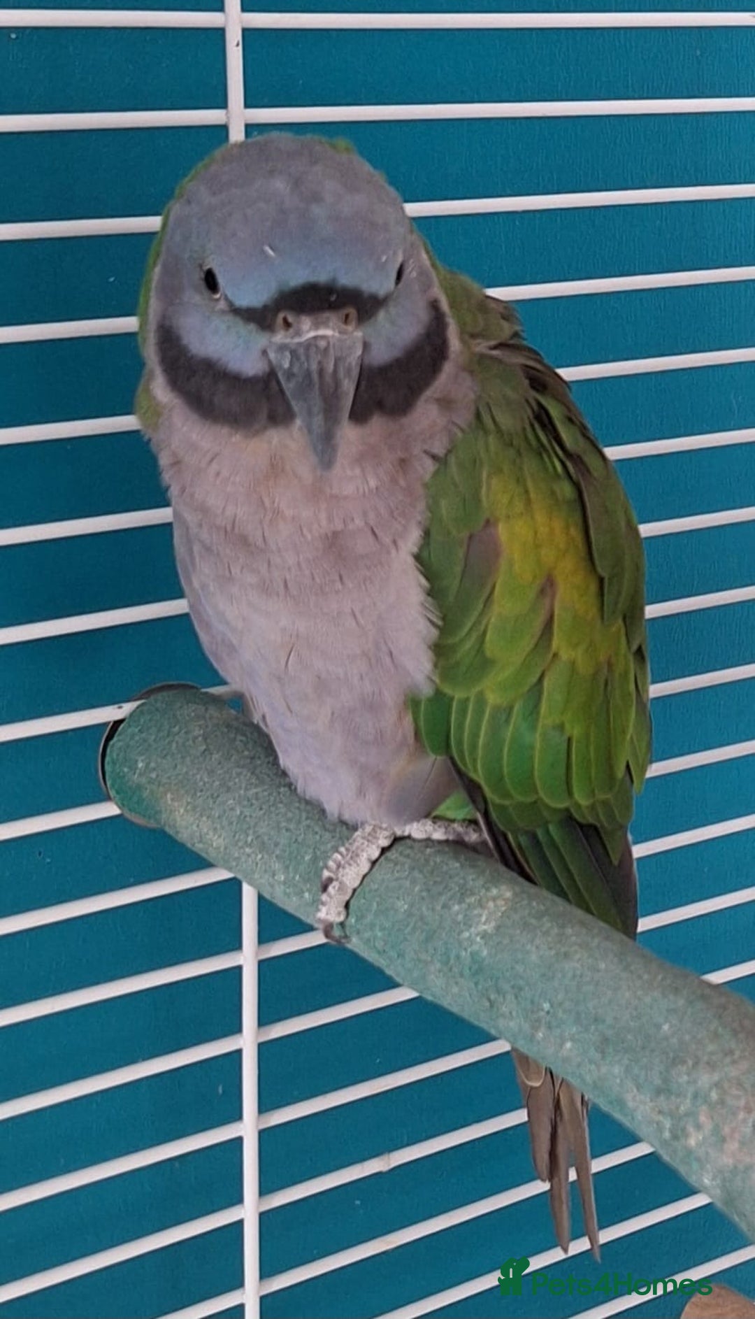 Parakeets birds for sale: Derbyan Parakeets for sale - Image 8