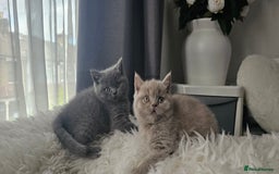 Scottish Fold cats for sale: 3 Beautiful Scottish Fold Kittens(Taki,Taco,Tango) - Image 6