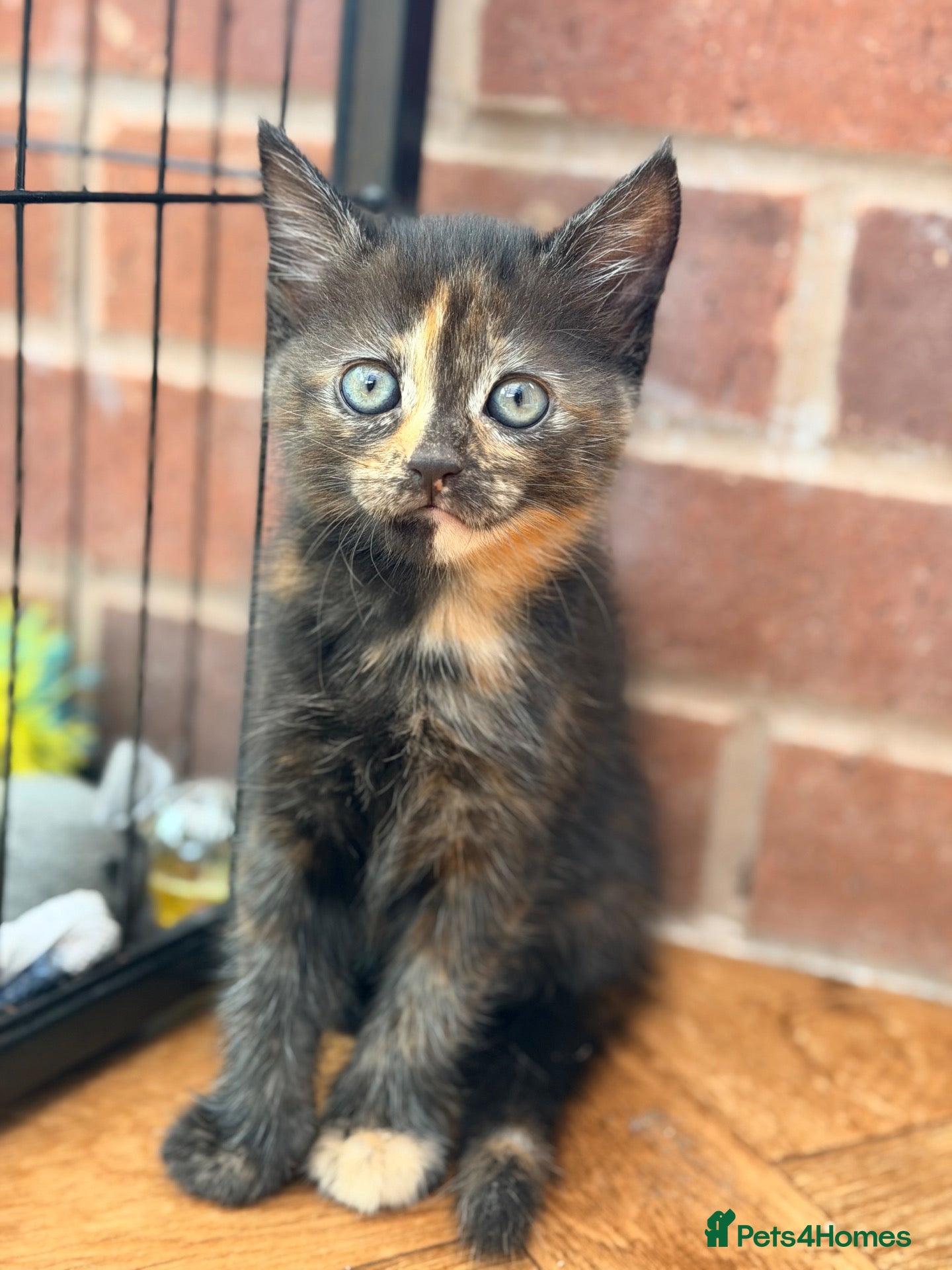 Mixed Breed cats Adorable Kittens looking for fur-ever homes - Advert 2