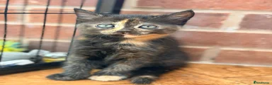 Tortoiseshell