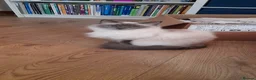Ragdoll cats for sale: Free Mixed Ragdoll Deposit Only in Oldham - Advert 1