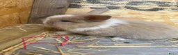 Mini Lion Lop rabbits for sale: Beautiful Mini Lion Lop Bunnies  in Rochdale - Advert 6