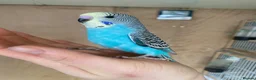 Budgerigars birds for sale: Hand tame baby budgies available  - Advert 3