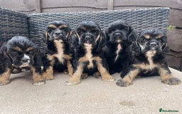 Cocker Spaniel dogs for sale: Adorable American Cocker Spaniels Pups  - Image 1