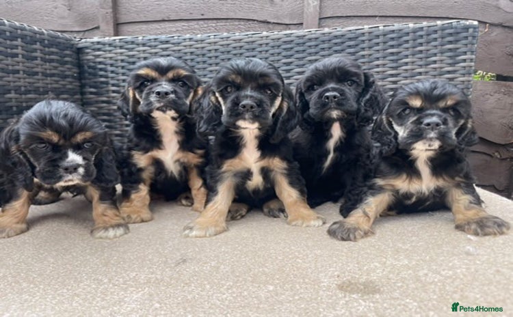 Cocker Spaniel dogs - Advert 14
