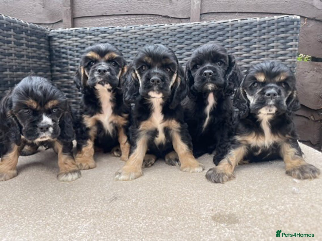 Cocker Spaniel dogs for sale: Adorable American Cocker Spaniels Pups  - Image 1