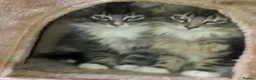 Norwegian Forest Cat cats for sale: 2 Gorgeous Blue Norwegian  - Advert 7