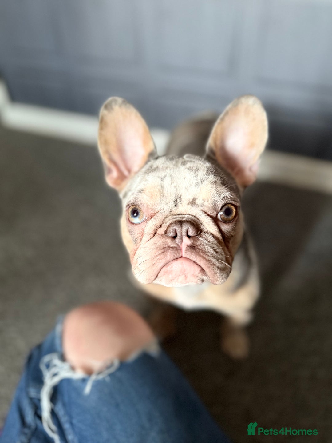 French Bulldog dogs for sale: French bulldog puppies  - Advert 2