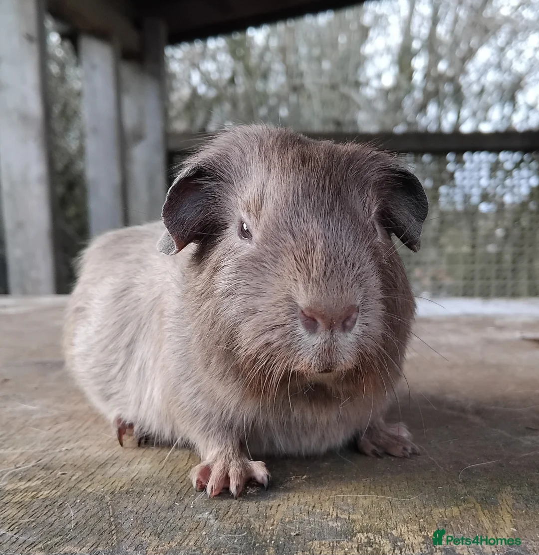 Guinea Pig rodents for sale: Slate and Tort and White baby boys. - Advert 3