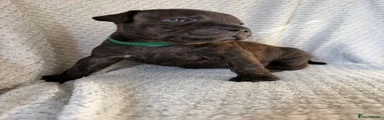 Staffordshire Bull Terrier 2