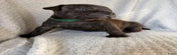 Staffordshire Bull Terrier dogs for sale: KC REGISTERED STAFFORDSHIRE BULL TERRIERS  - Advert 35