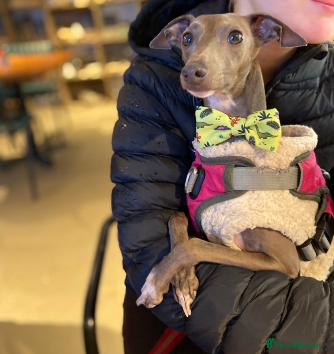 Italian Greyhound dogs for stud: Italian greyhound for stud -unproven  - Advert 4