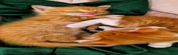 Mixed Breed cats for sale: Beautiful Playful Ginger & Tri-Colour Kittens 🐾 - Advert 7