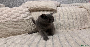 Scottish Fold cats - Advert 7