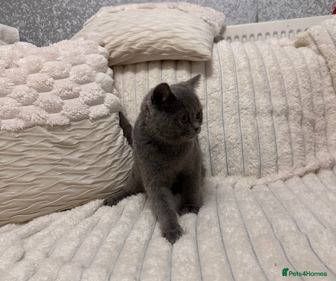 Scottish Fold cats for sale: Handsome boys available  - Image 2