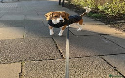 Beagle dogs for stud: Description  - Image 4