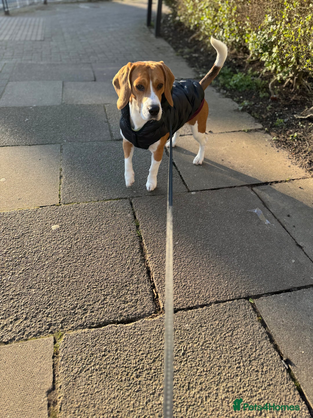 Beagle dogs for stud: Description  - Image 4