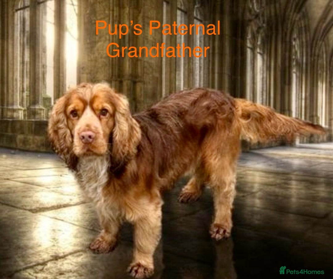 Cocker Spaniel dogs for sale: Your “furever” friend is here - Advert 5