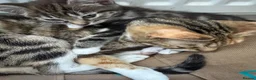 Mixed Breed cats for sale: Mixed breed kittens - Advert 2